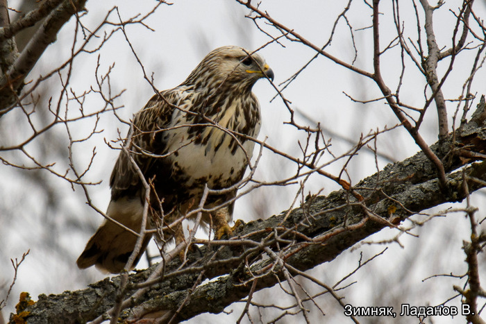 Зимняк, Ладанов В.