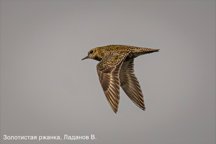 Золотистая ржанка, Ладанов В.