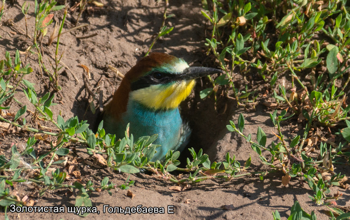 Золотистая щурка, Гольдебаева Е (1)