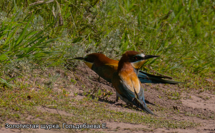 Золотистая щурка, Гольдебаева Е (3)