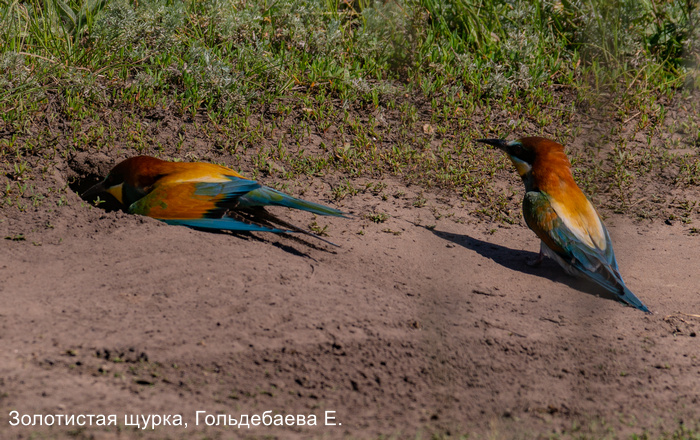 Золотистая щурка, Гольдебаева Е (4)