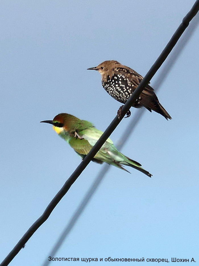 Золотистая щурка и обыкновенный скворец, Шохин А.