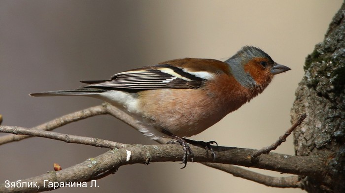 Зяблик, Гаранина Л.