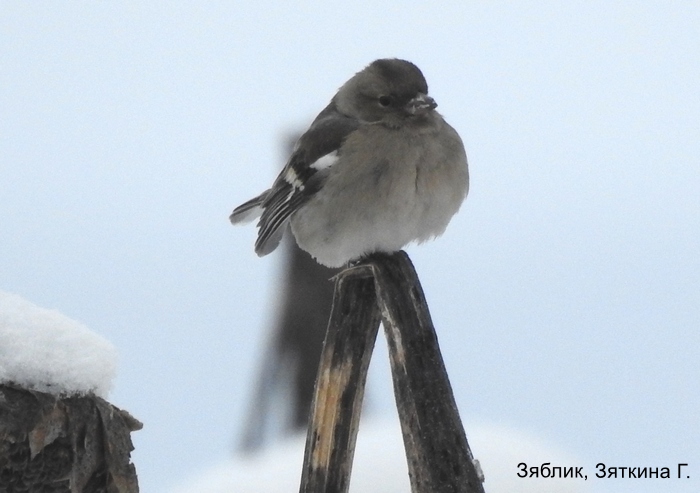 Зяблик, Зяткина Г.
