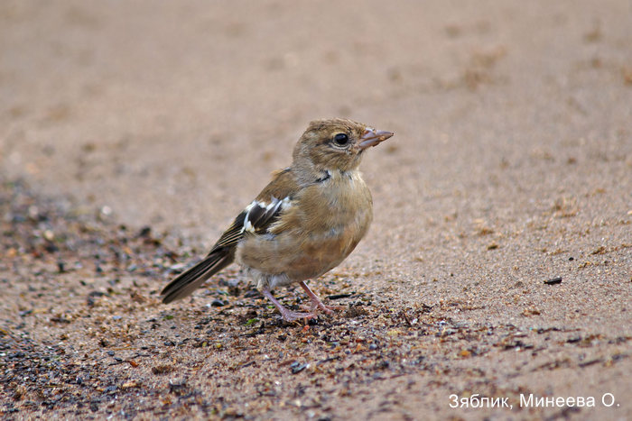 Зяблик, Минеева О.