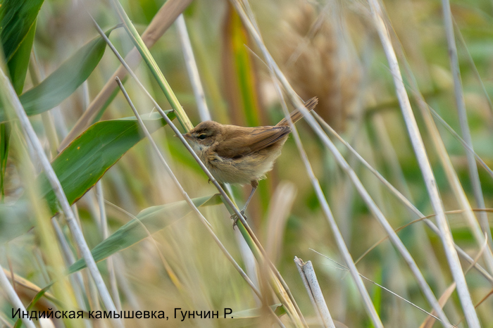 Индийская камышевка, Гунчин Р.