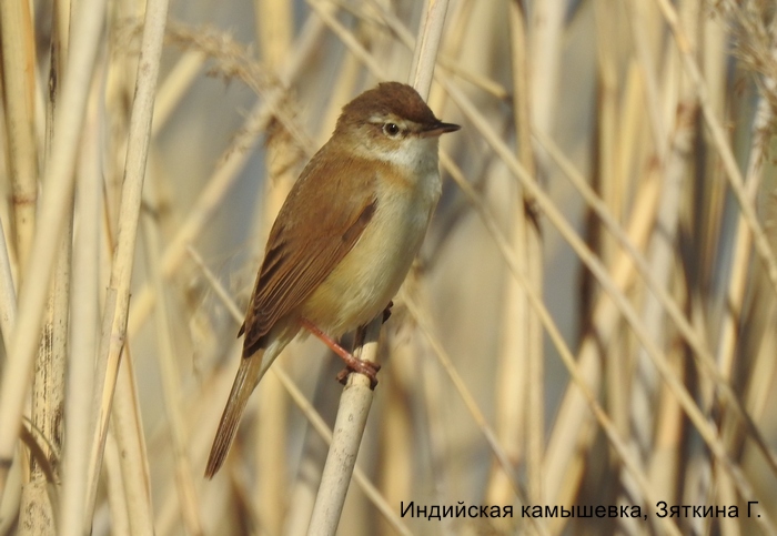 Индийская камышевка, Зяткина Г.