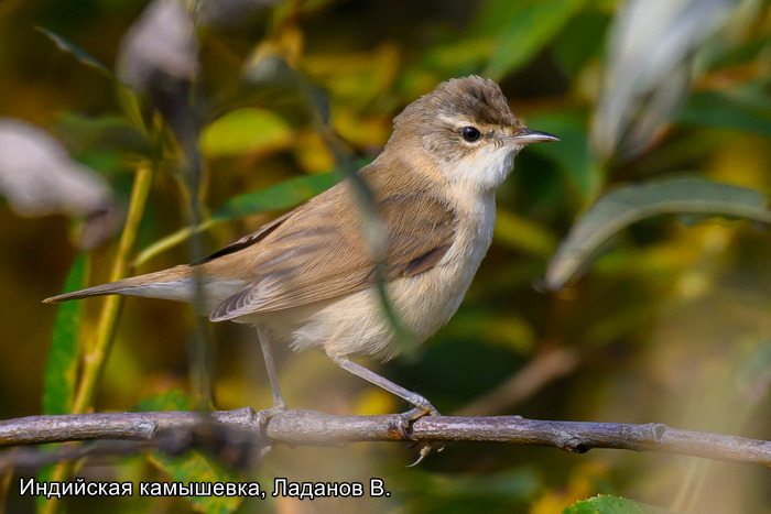 Индийская камышевка, Ладанов В.