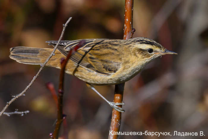 Камышевка-барсучок, Ладанов В.