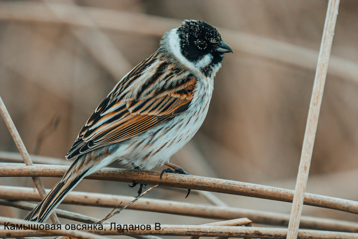 Камышовая овсянка, Ладанов В.