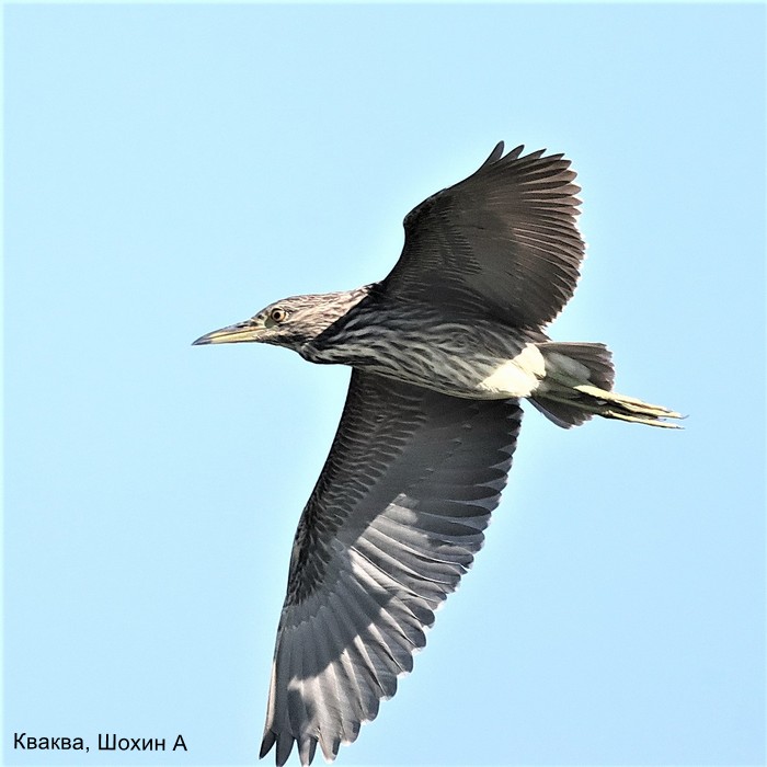 Кваква, Шохин А (1)