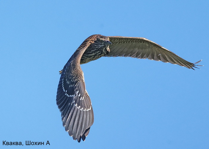 Кваква, Шохин А (2)