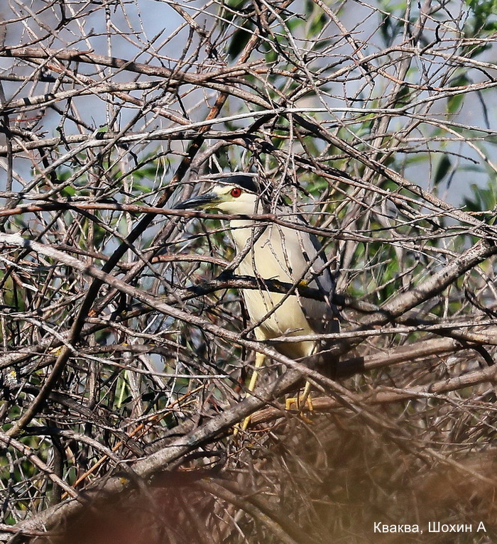Кваква, Шохин А (3)