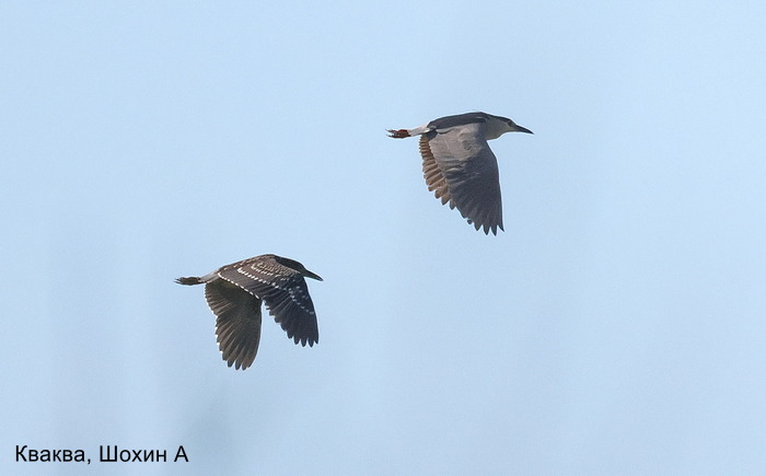 Кваква, Шохин А (4)