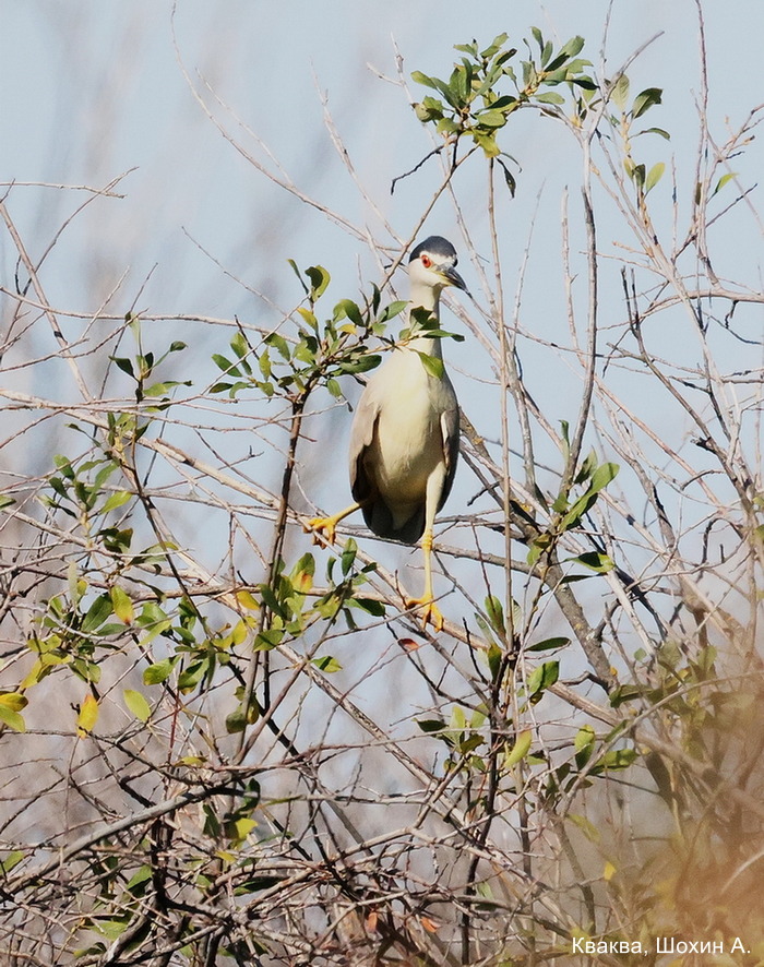 Кваква, Шохин А. (5)