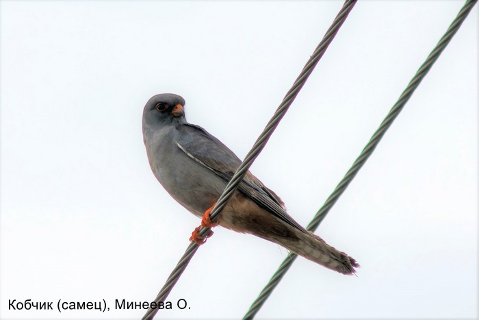 Кобчик (самец), Минеева О.