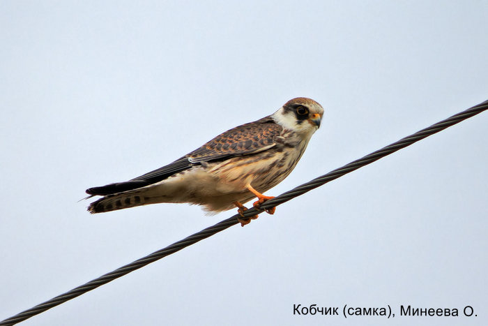 Кобчик (самка), Минеева О.