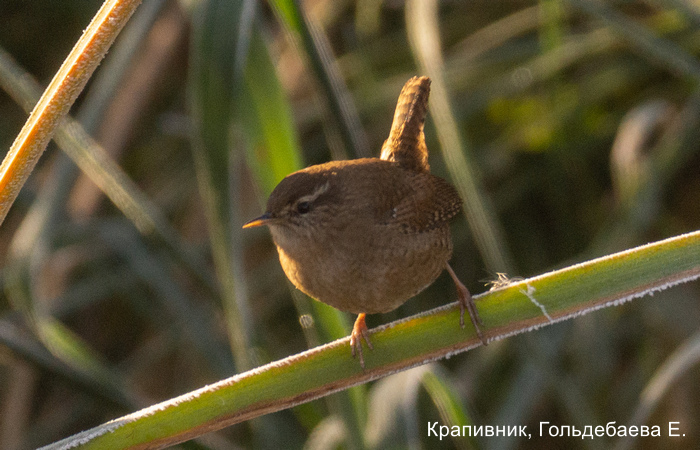 Крапивник, Гольдебаева Е.