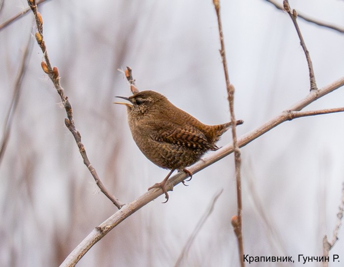 Крапивник, Гунчин Р.