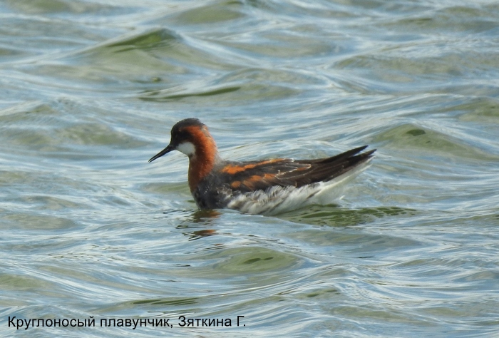 Круглоносый плавунчик, Зяткина Г.