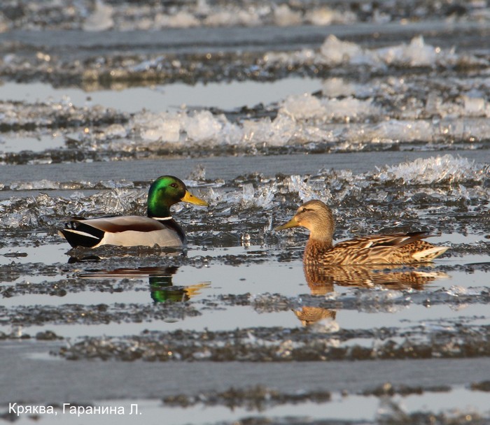 Кряква, Гаранина Л.