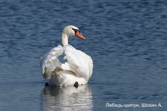 Лебедь-шипун, Шохин А.