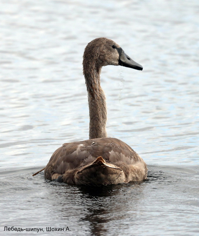 Лебедь-шипун, Шохин А.