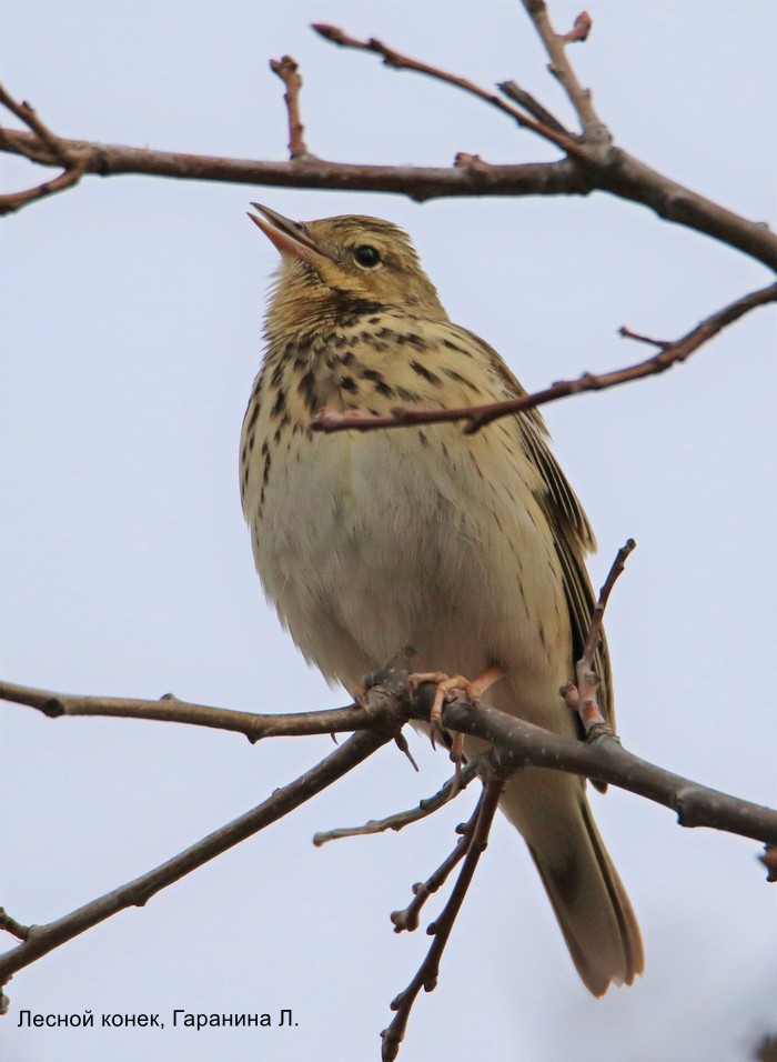 Лесной конек, Гаранина Л.