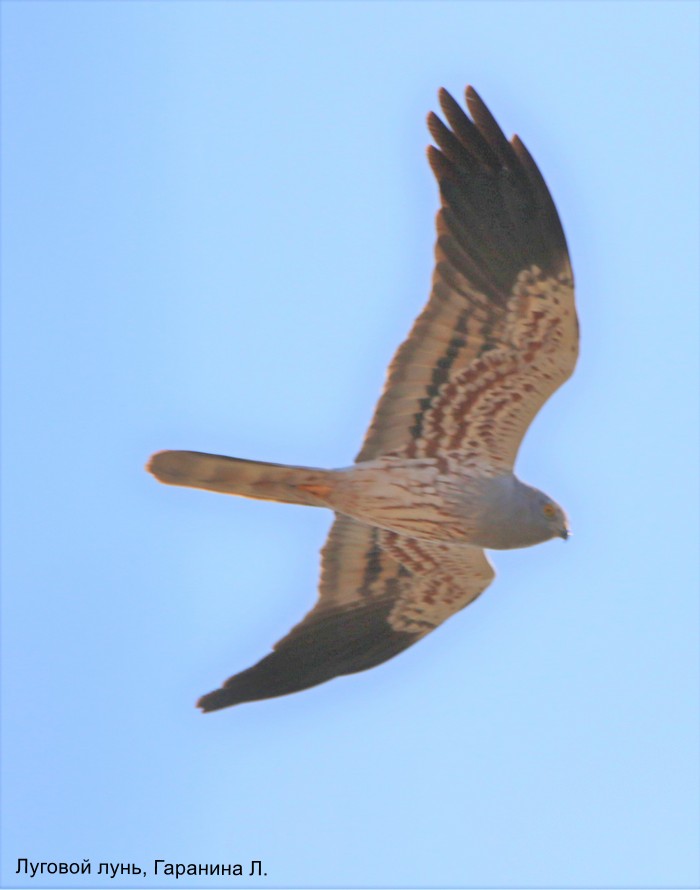 Луговой лунь, Гаранина Л.