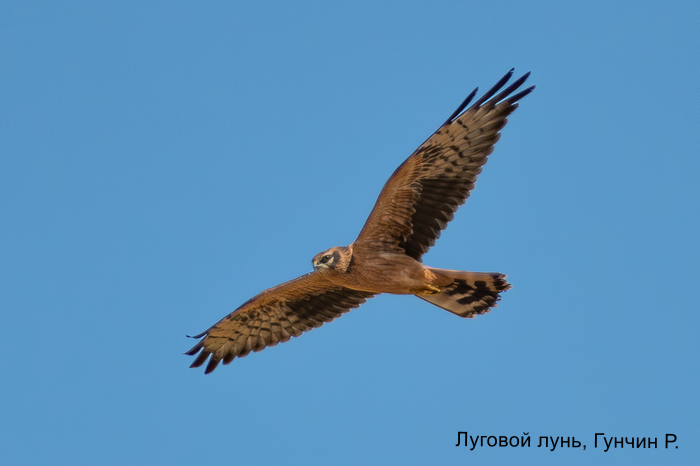 Луговой лунь, Гунчин Р.