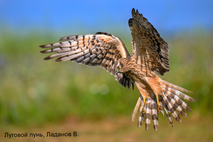 Луговой лунь, Ладанов В.
