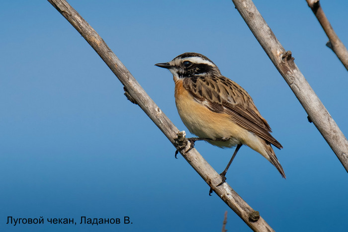 Луговой чекан, Ладанов В.
