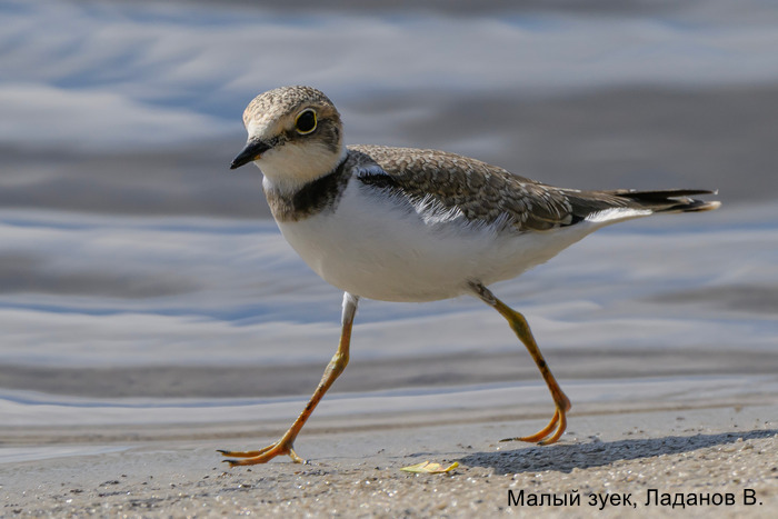 Малый зуек, Ладанов В.