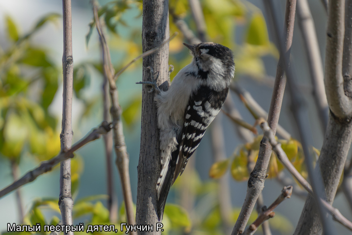Малый пестрый дятел, Гунчин Р.