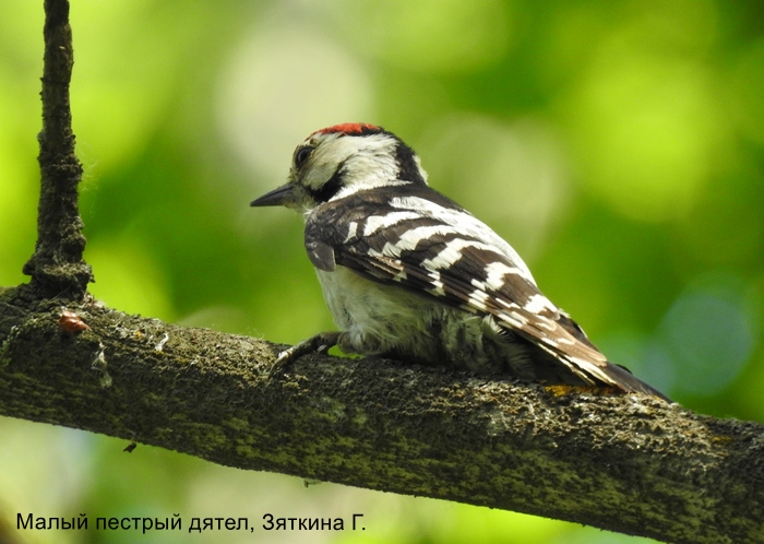Малый пестрый дятел, Зяткина Г.