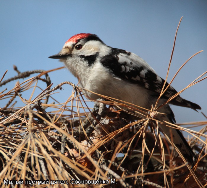 Малый пестрый дятел, Сосновщенко М.