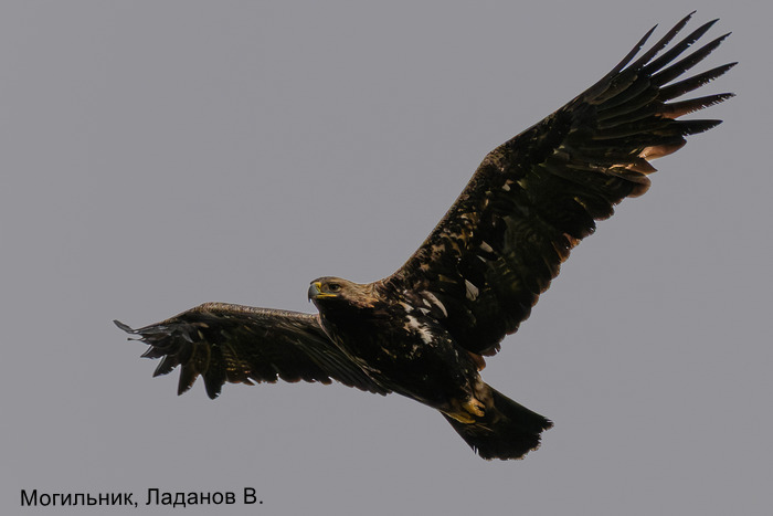 Могильник, Ладанов В.