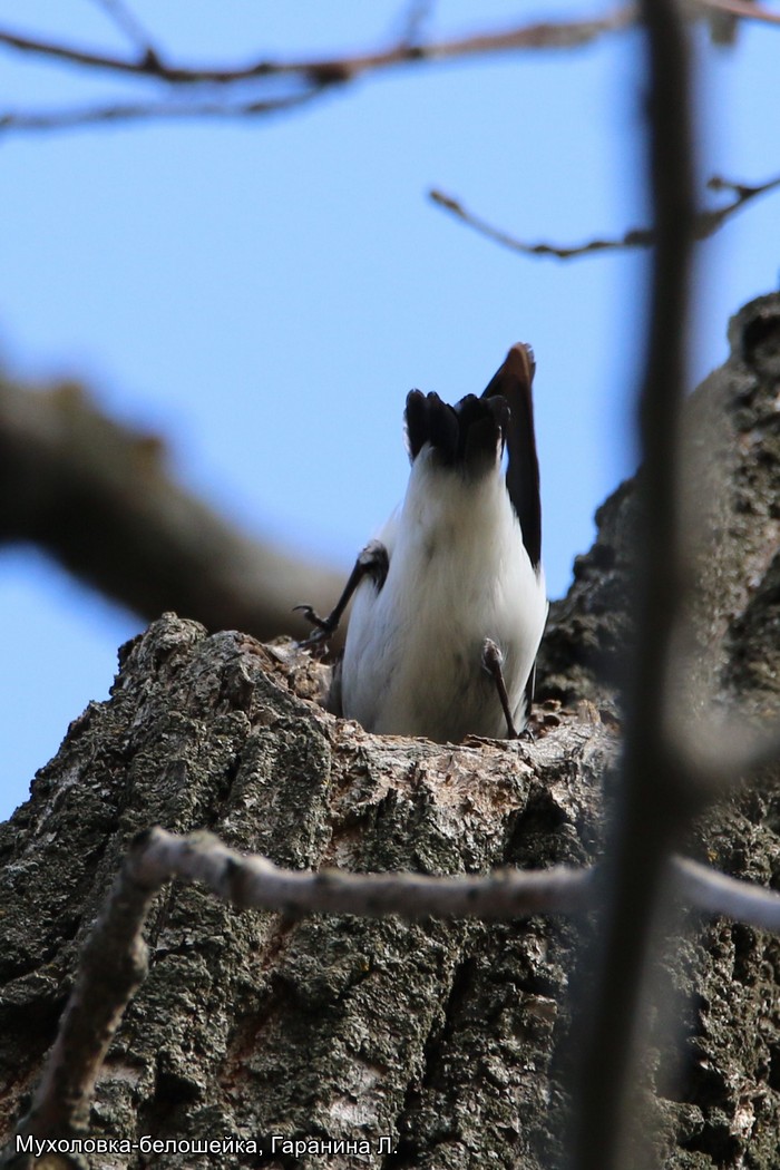 Мухоловка-белошейка, Гаранина Л (1)
