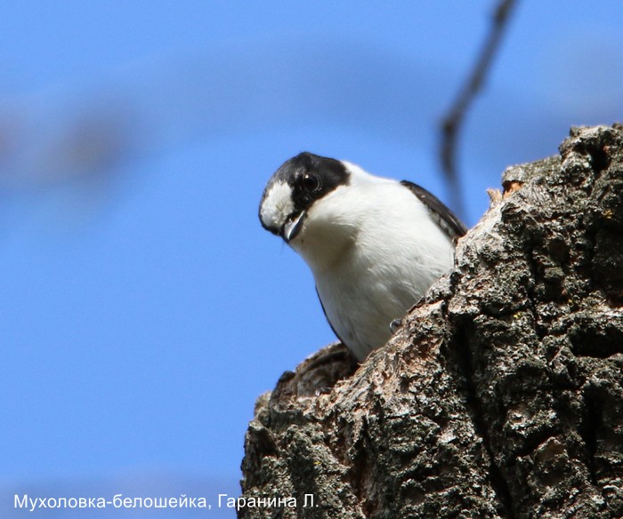Мухоловка-белошейка, Гаранина Л (2)