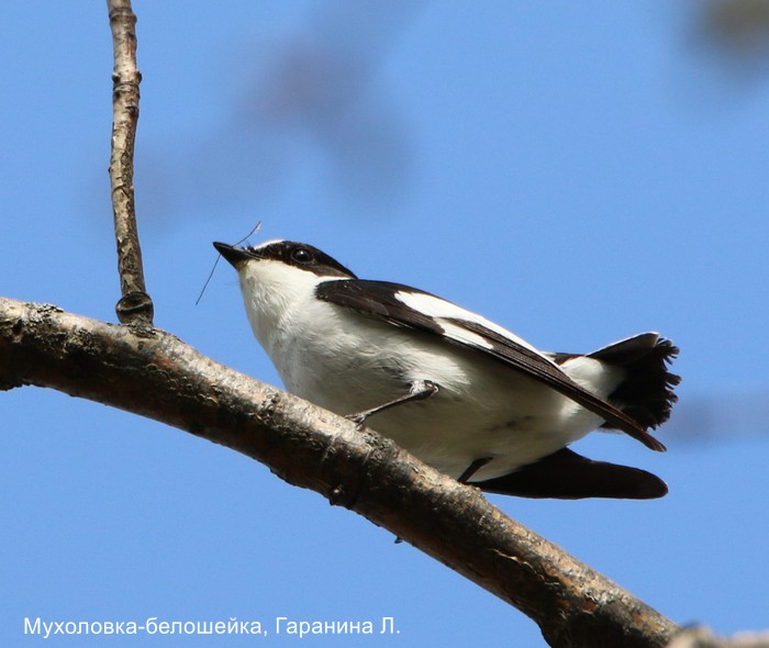 Мухоловка-белошейка, Гаранина Л (3)
