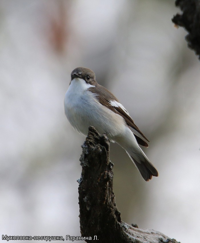 Мухоловка-пеструшка, Гаранина Л (1)