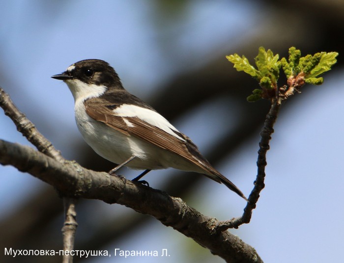 Мухоловка-пеструшка, Гаранина Л (2)