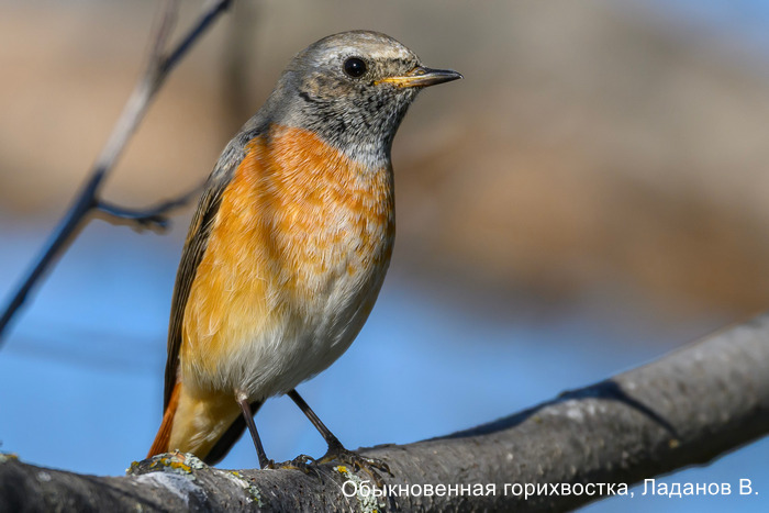 Обыкновенная горихвостка, Ладанов В.