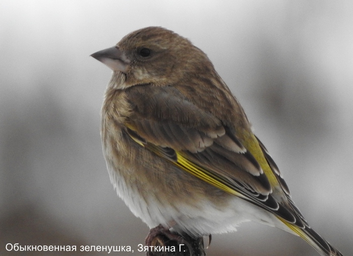 Обыкновенная зеленушка, Зяткина Г.