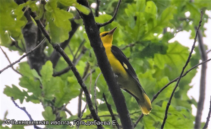 Обыкновенная иволга, Гольдебаева Е.