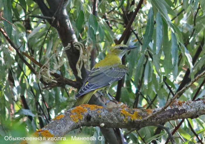 Обыкновенная иволга, Минеева О.