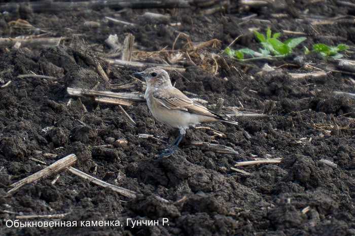 Обыкновенная каменка, ГунчинР.