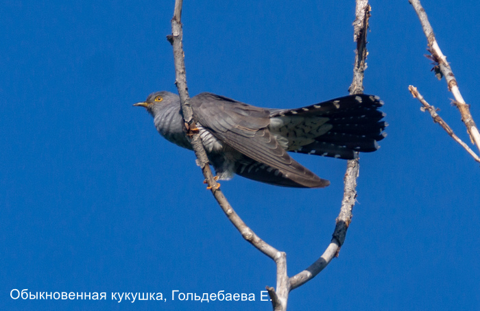 Обыкновенная кукушка, Гольдебаева Е.