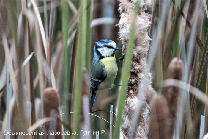 Обыкновенная лазоревка, Гунчин Р.