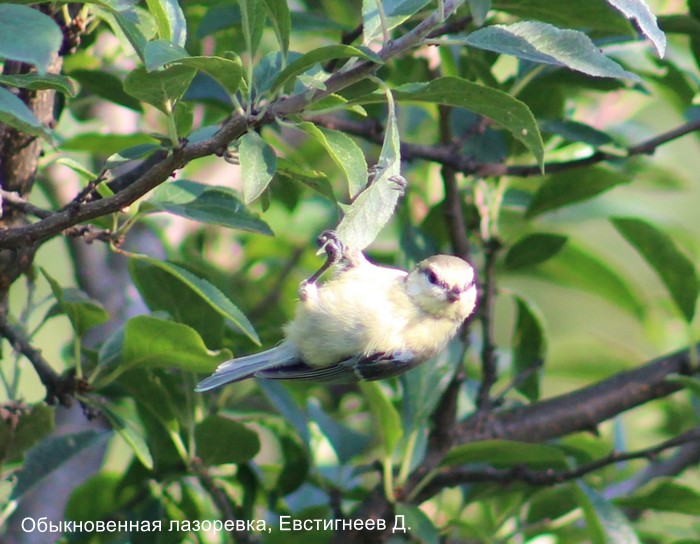 Обыкновенная лазоревка, Евстигнеев Д.